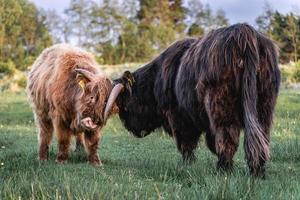 highlander kor i sanddynerna i Wassenaar, Nederländerna. foto