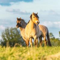 vilda hästar på fälten i Wassenaar, Nederländerna. foto