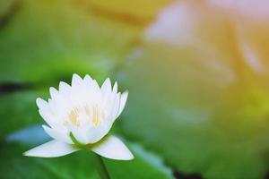 vacker vit lotusblomma i sjön och lotusblommaväxter, ren vit lotusblomma. foto