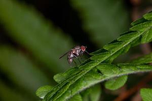 spyfluga sitter på ett grönt blad makrofotografi. liten insekt trädgård fotografering på en mörkgrön bakgrund. foto