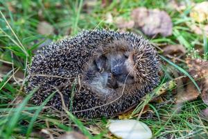 igelkotten ligger uppkrupen i en boll i höstskogen. skogsdjur i höst djurliv fotografering. foto