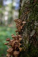 honungssvampar som växer i stammen på ett fallna träd. armillaria svamp familj i höstskogen. foto
