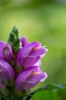 lila turtlehead blomma makrofotografering i en sommardag. chelone blomma i en solig dag närbild trädgård fotografering. foto