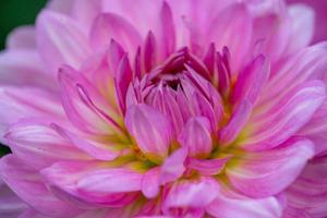 blomma rosa dahlia på en mörk bakgrund närbild foto. trädgård lila dahlia makrofotografering i en sommar ljus blommig bakgrund. foto