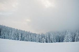 tallar täckta av snö på berget chomiak. vackra vinterlandskap av Karpaterna, Ukraina. majestätisk frostnatur. foto