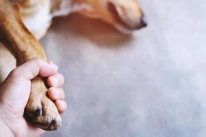 ägare klappar sin hund, händer som håller tassar hund tar skaka hand tillsammans medan han sover eller vilar med slutna ögon. tomt utrymme för text. foto