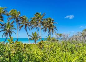 vacker tropisk naturlig strand och skog panorama contoy ön mexico.