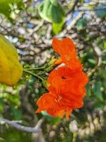 kou cordia subcordata blommande träd med orange blommor i Mexiko. foto