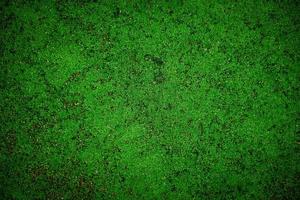 grön mossa på golvbakgrunden foto