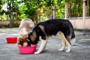 närbild siberian husky hund äter mat från skål foto