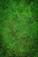 grön mossa på golvbakgrunden foto