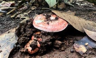 naturliga vilda svampar i Sydostasien som förekommer på marken i skogen efter regn som kan plockas av människor för att göra mat. foto