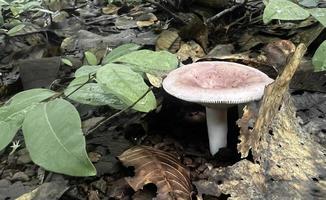 naturliga vilda svampar i Sydostasien som förekommer på marken i skogen efter regn som kan plockas av människor för att göra mat. foto