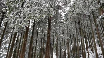 snötäckta träd på toppen av berget hiei i japan. foto