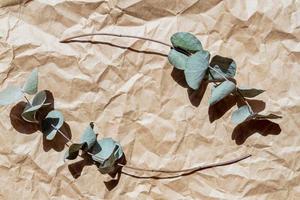naturliga gröna eukalyptusgrenar på tomt papper hantverk bakgrund med kopia utrymme. trendig layout med torkad växt. eko koncept. reklam för hudvårdsprodukter. toppvy. minimal sammansättning. foto