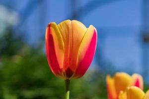 närbild av ljusa blommande gula och orange tulpaner foto