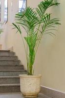tropisk växt i stor keramisk kruka i kontorshallen foto