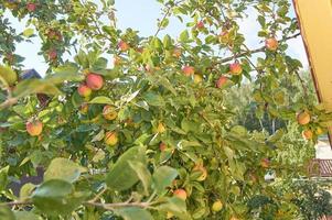 rött läckert äpple. glänsande läckra äpplen hängande från en trädgren i en äppelträdgård foto