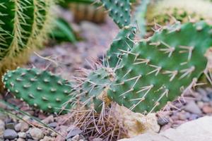 opuntia kaktus i botaniska trädgården, naturlig bakgrund foto