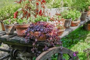 krukväxter och blommor på gammal trävagn. trädgårdsdekoration foto