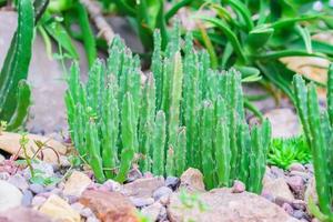 närbild av kaktus bland stenar natur bakgrund foto