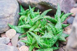 närbild av aloe kaktus bland stenar natur bakgrund foto