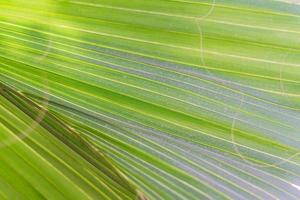 palmblad bakgrund. solstrålarna på löven. foto