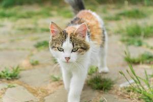 herrelös mångfärgad katt som går på gatan på landsbygden. foto