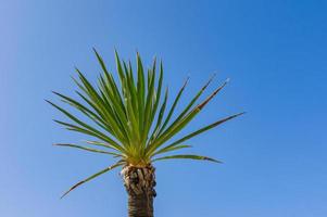 palm mot blå himmel. sommar resor och semester bakgrund. foto