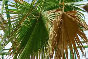 gröna och torra blad av tropisk palm i botaniska trädgården. foto