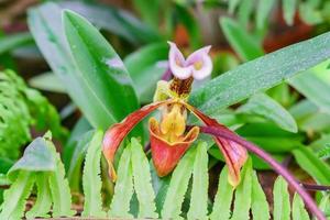 närbild av blommande orkidé paphiopedilum i botaniska trädgården foto