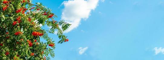 en gren av rönn med röda bär bakgrund blå himmel banner. höst och naturlig bakgrund. höst banner med rönnbär och löv. kopieringsutrymme. foto