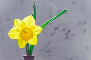 blommande gul påsklilja eller narcissus blomma inclay vas på grå bakgrund foto