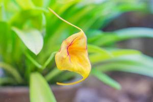 gula exotiska orkidéblommor i botaniska trädgården foto