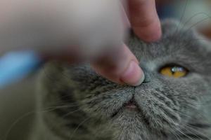 porträtt av brittisk korthår katt och hand röra hans näsa, selektivt fokus foto
