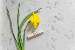 gul blommande narcissus blomma och trä bar med maj inskription på grå texturerad bakgrund. kopieringsutrymme. foto