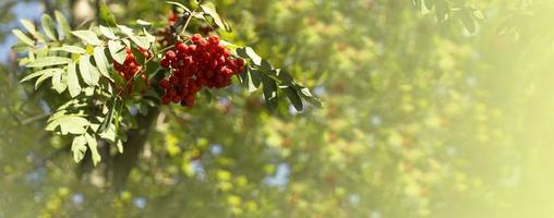 en gren av rönn med röda bär bakgrund gul liv banner. höst och naturlig bakgrund. höst banner med rönnbär och löv. kopieringsutrymme. foto