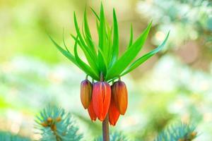 närbild av fritillaria imperialis eller "rubra" - exotiska blommor i vårträdgård. foto