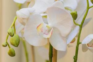 närbild av blommande vit phalaenopsis eller mal dendrobium orkidéblomma. foto