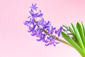 närbild av blommande blå hyacint blomma på rosa bakgrund. kopieringsutrymme. foto