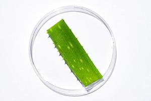 aloe vera-extraktforskning i laboratorium med en petriskål på vit bakgrund för aloe vera-forskningsreklam, fotografivetenskapligt innehåll, ovanifrån foto