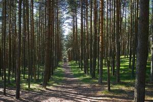 landskap med dansande skog på den curonian spottet foto