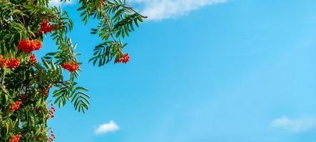 en gren av rönn med röda bär bakgrund blå himmel banner. höst och naturlig bakgrund. höst banner med rönnbär och löv. kopieringsutrymme. foto