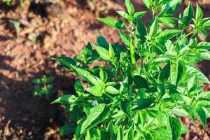 träd thai peppar jinda chillis i ekologisk trädgård som odlas naturligt. foto