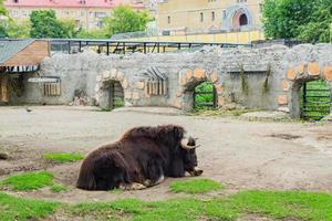 behornad jak på gården. vilt djur foto