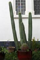 kaktusen är stor och taggig odlad i stadsparken. foto