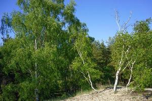 naturligt landskap med träd mot himlen. foto