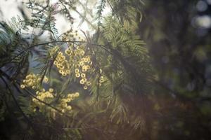 blommorna och löven av akaciasilver i bakgrundsbelysningen foto