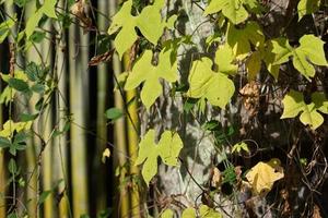 naturlig texturerad bakgrund med lockiga växter i form av vinstockar och murgröna foto
