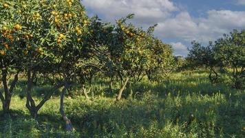 landskap med mandarin trädgård under en blå himmel foto